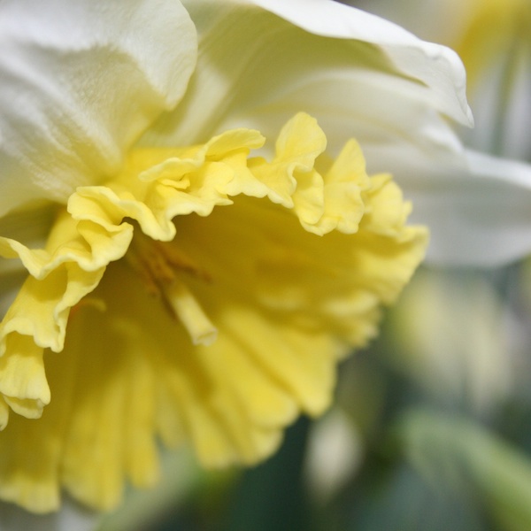 Einpflanzen und Pflege von Narzissen