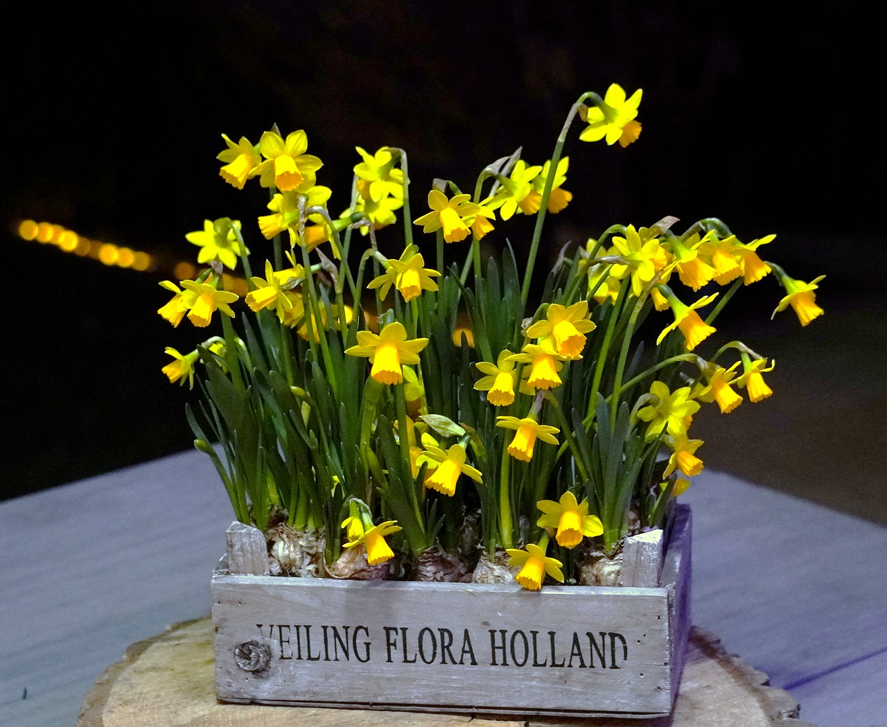 Narzissen im Pflanzkasten aus Holz